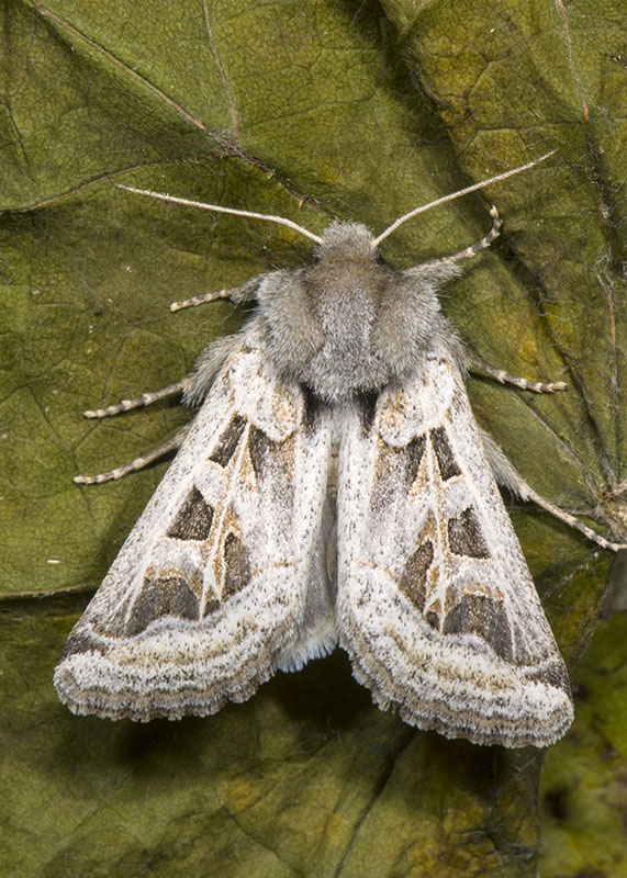 Noctuidae settembrini